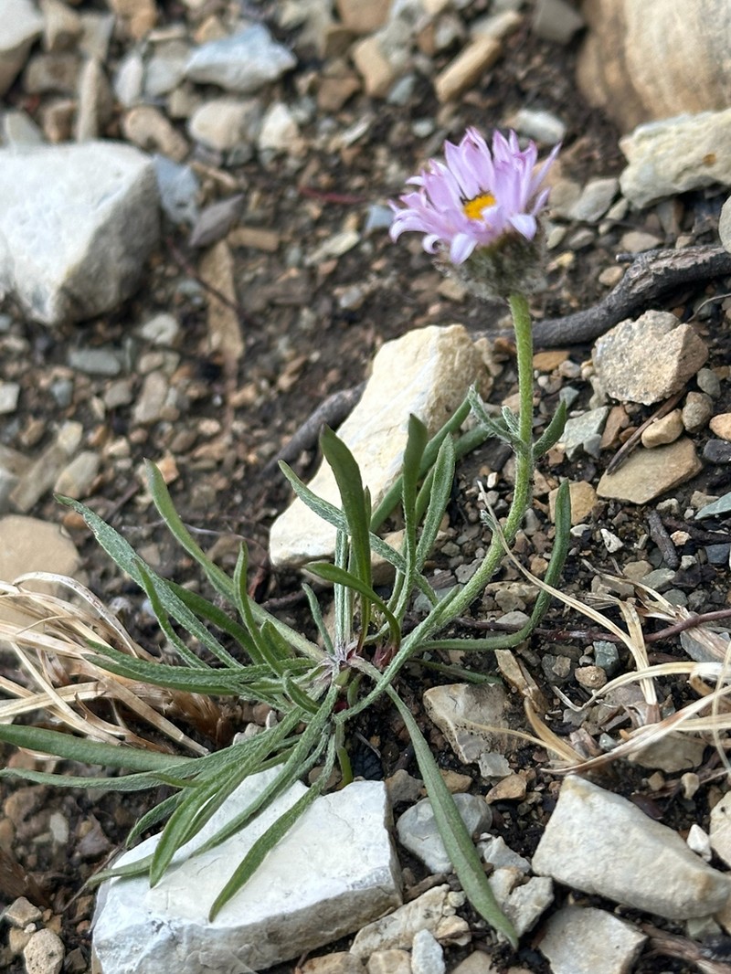 Lackschewitz's Fleabane photo 5