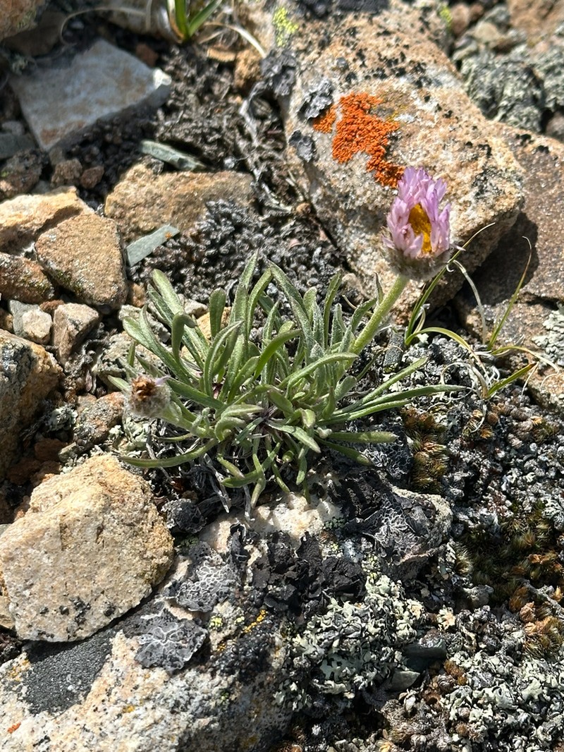 Lackschewitz's Fleabane photo 6