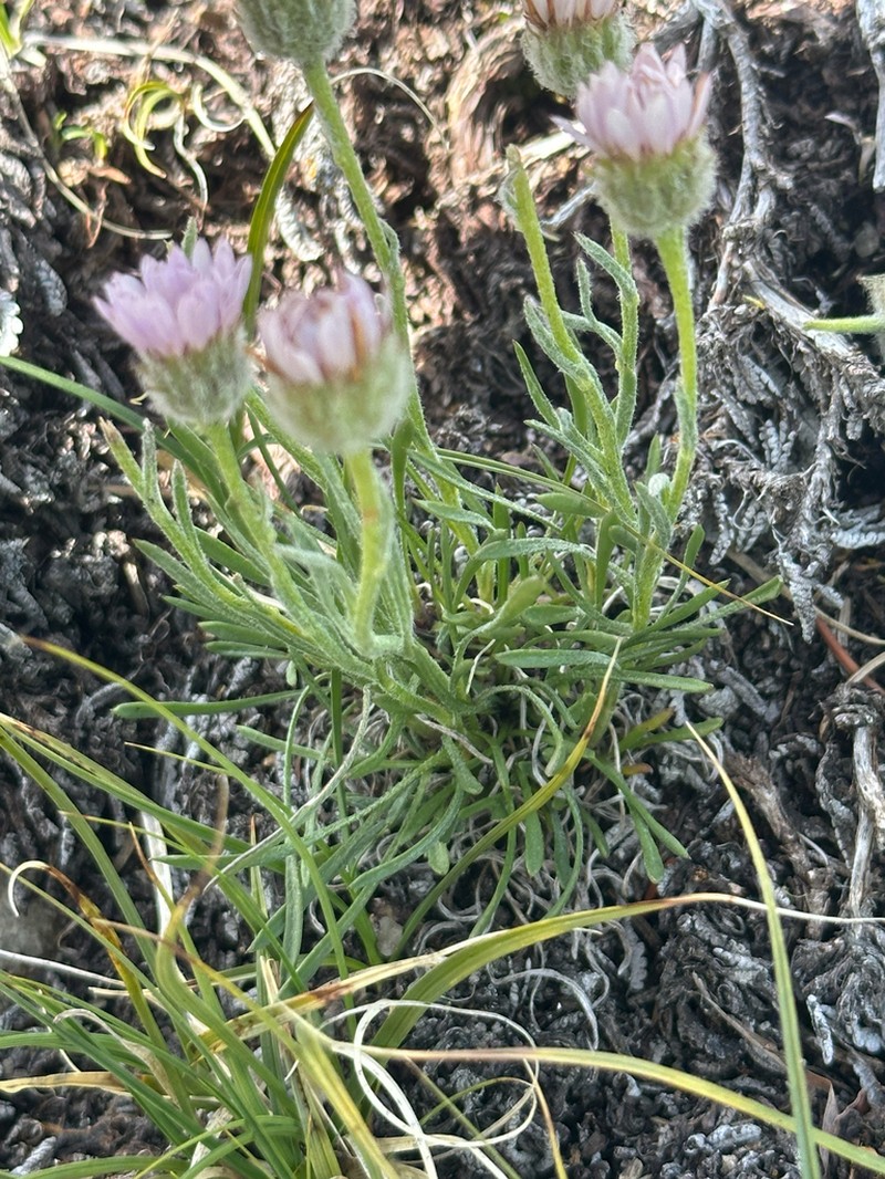 Lackschewitz's Fleabane photo 7