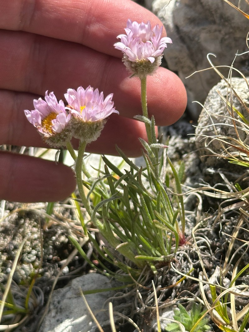 Lackschewitz's Fleabane photo 8