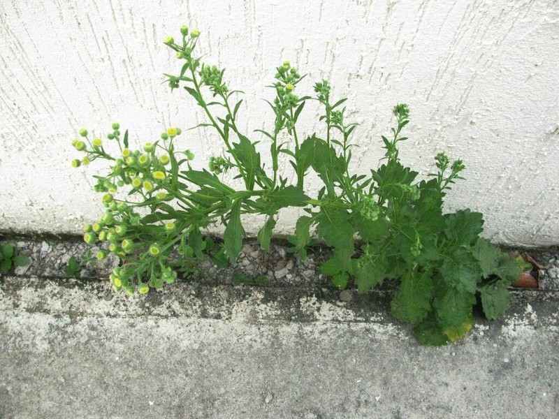 Manzanilla Horseweed