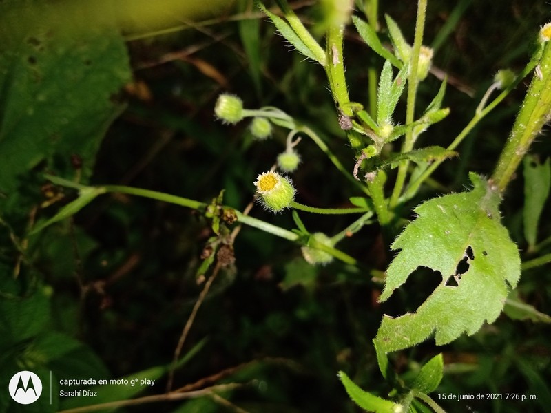 Manzanilla Horseweed photo 2
