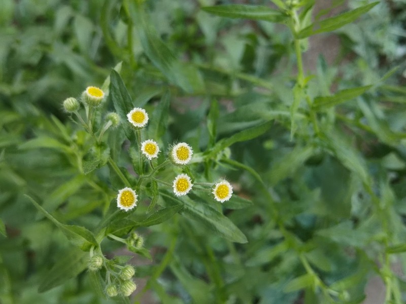 Manzanilla Horseweed photo 3