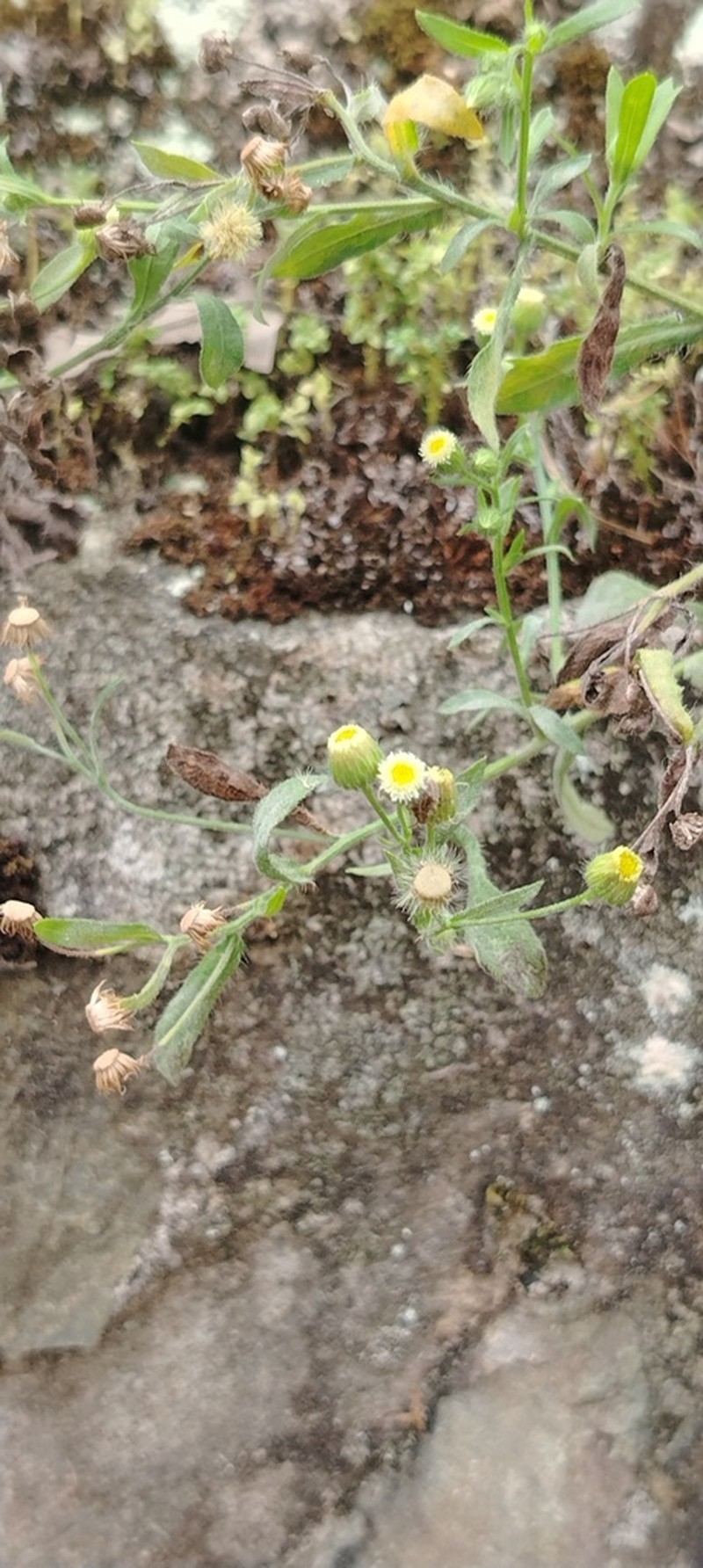 Manzanilla Horseweed photo 4