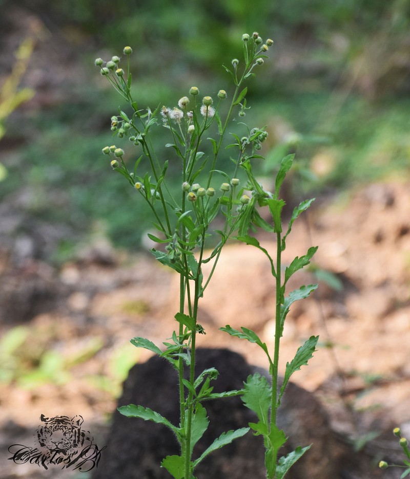 Manzanilla Horseweed photo 5