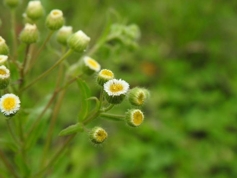 Manzanilla Horseweed photo 6