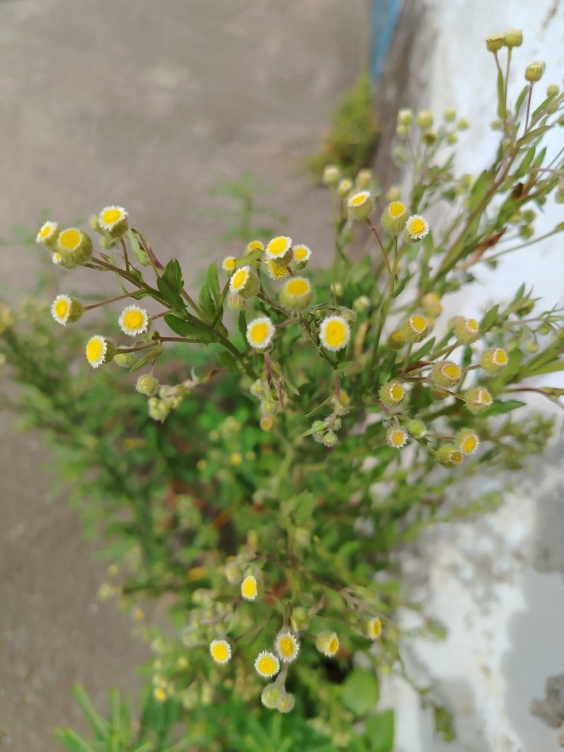 Manzanilla Horseweed photo 7