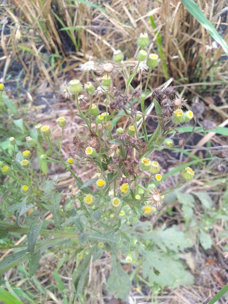 Manzanilla Horseweed photo 8