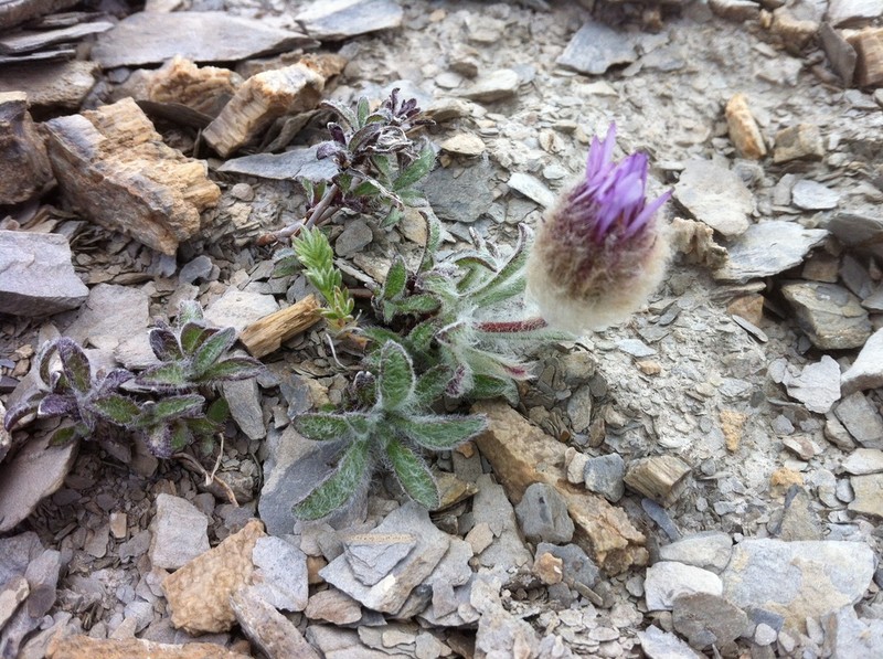 Woolly Fleabane