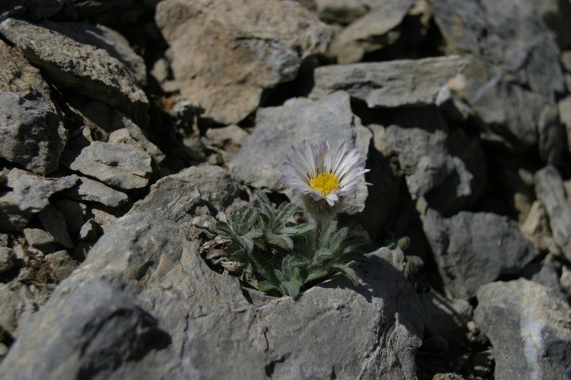 Woolly Fleabane photo 2