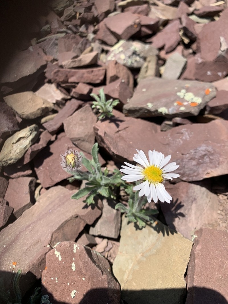Woolly Fleabane photo 3