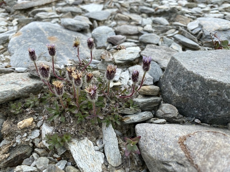 Woolly Fleabane photo 4