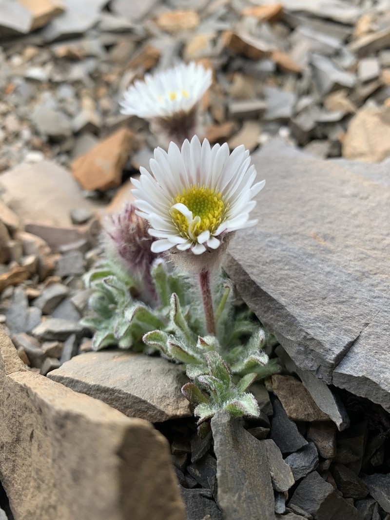 Woolly Fleabane photo 5