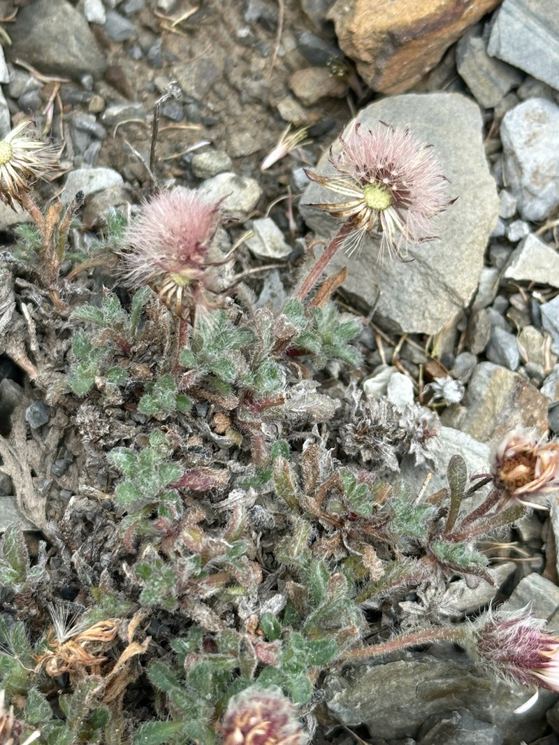 Woolly Fleabane photo 6
