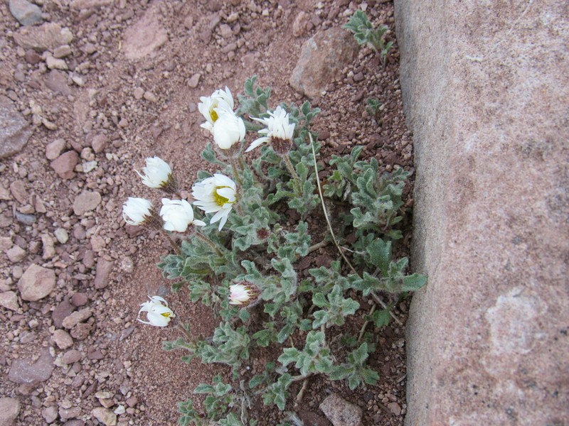 Woolly Fleabane photo 7