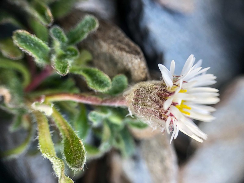 Woolly Fleabane photo 8