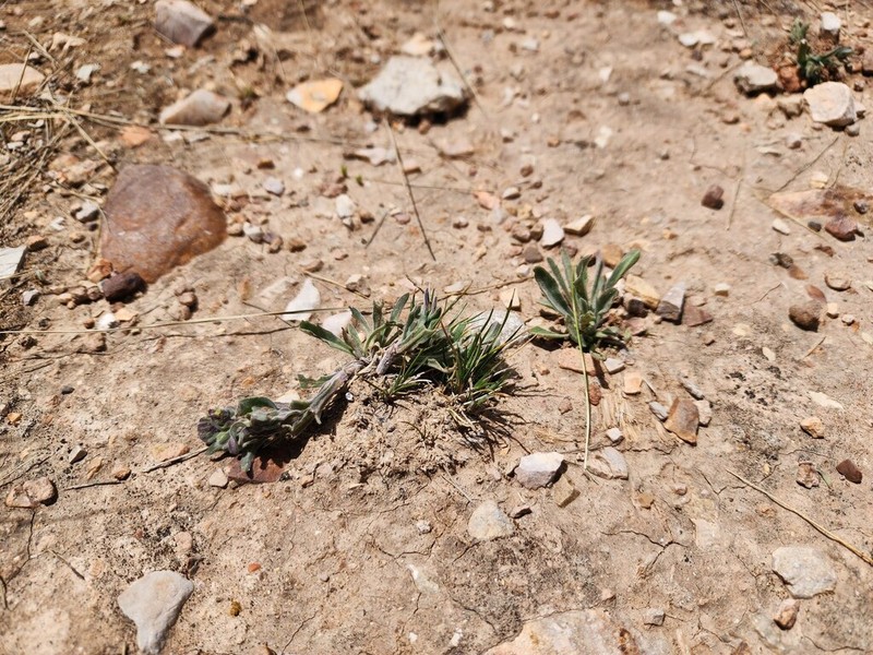 Erigeron lanceolatus photo 2