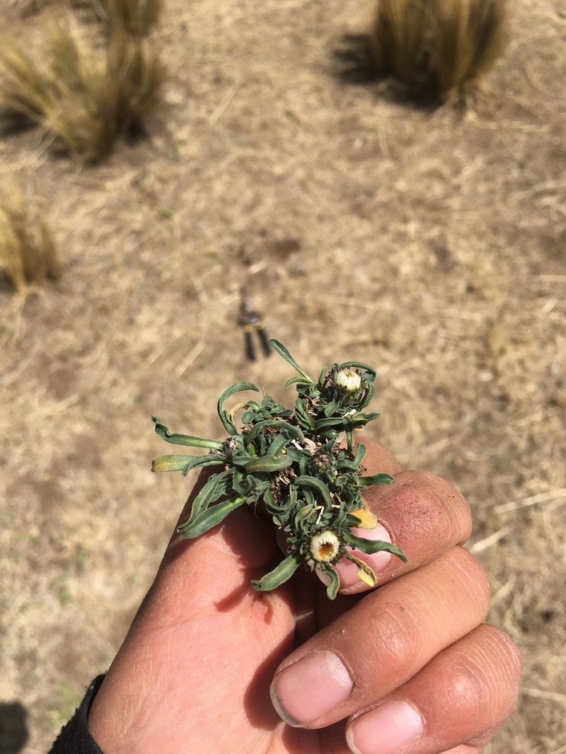 Erigeron lanceolatus photo 3