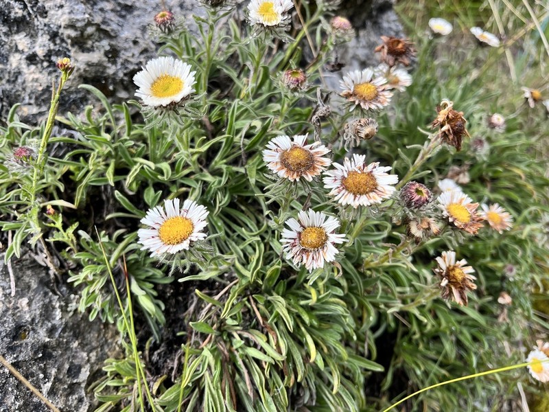 Erigeron lanceolatus photo 4