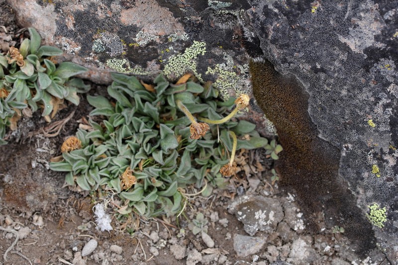 Erigeron lanceolatus photo 5