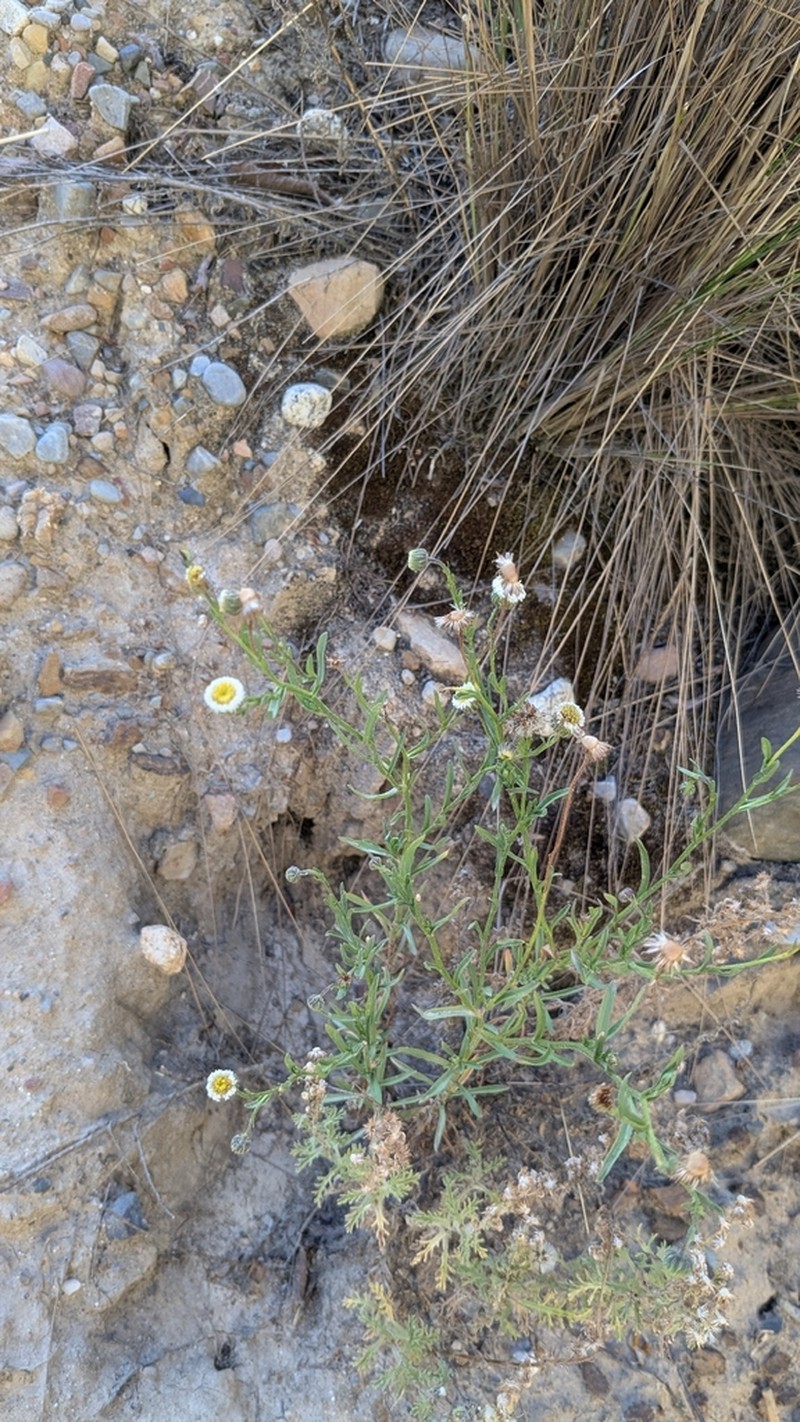 Erigeron lanceolatus photo 7