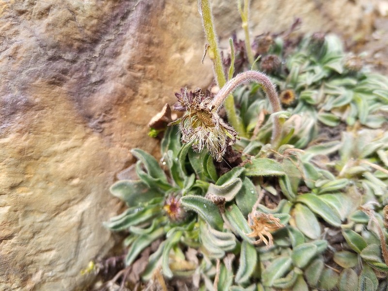 Erigeron lanceolatus photo 8