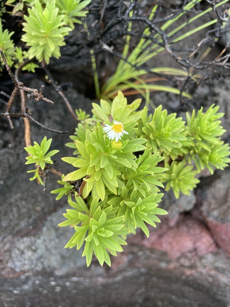 Erigeron lancifolius