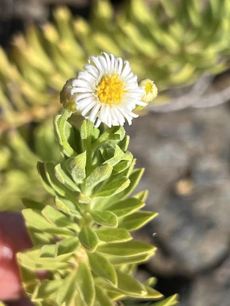 Erigeron lancifolius photo 2