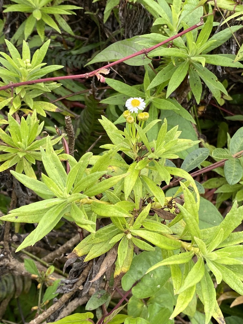 Erigeron lancifolius photo 3