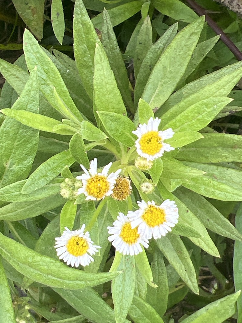 Erigeron lancifolius photo 4
