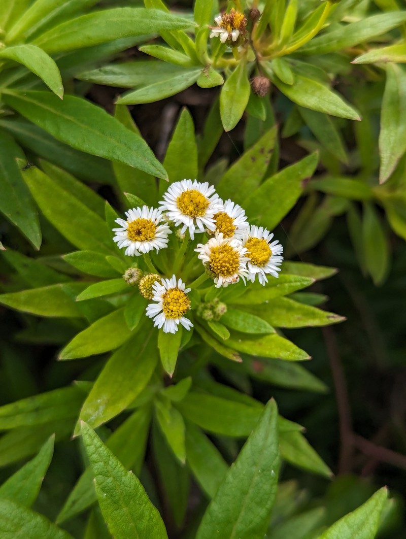 Erigeron lancifolius photo 5