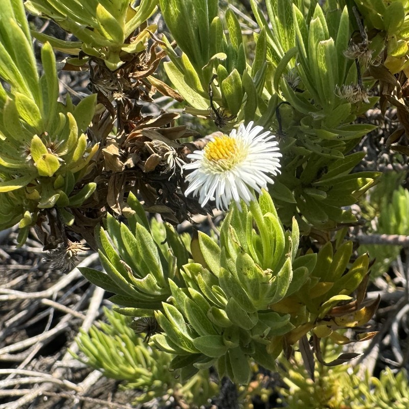 Erigeron lancifolius photo 6