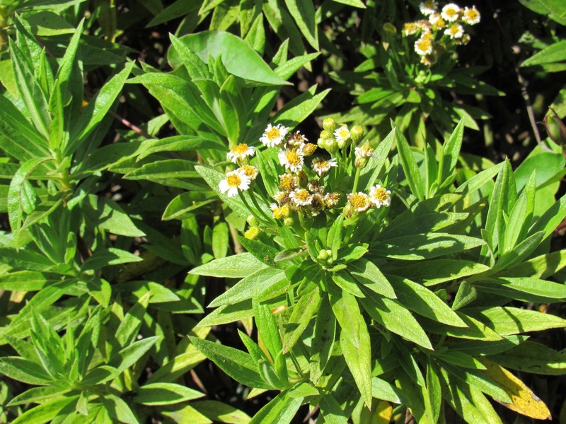 Erigeron lancifolius photo 7