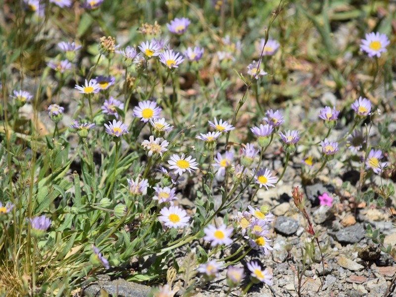 Mt. Lassen Fleabane