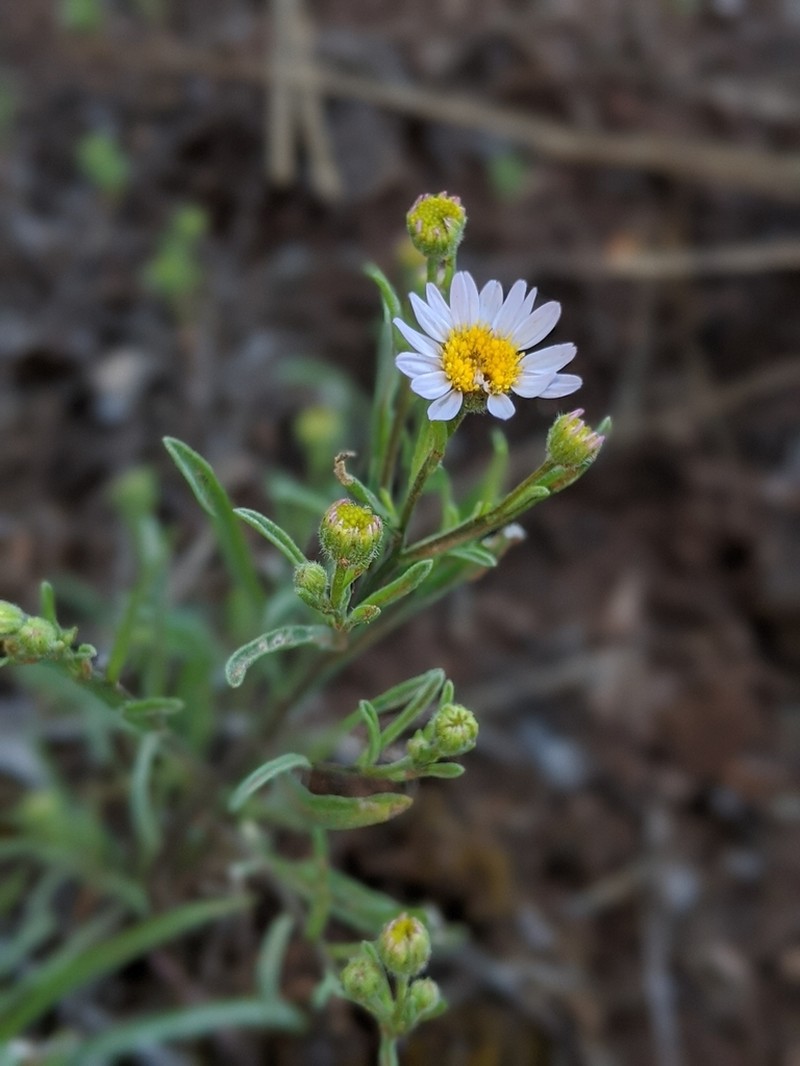 Mt. Lassen Fleabane photo 2