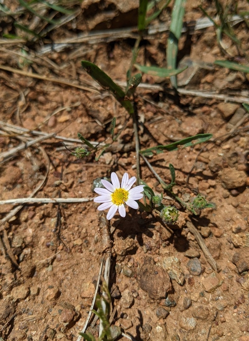 Mt. Lassen Fleabane photo 3