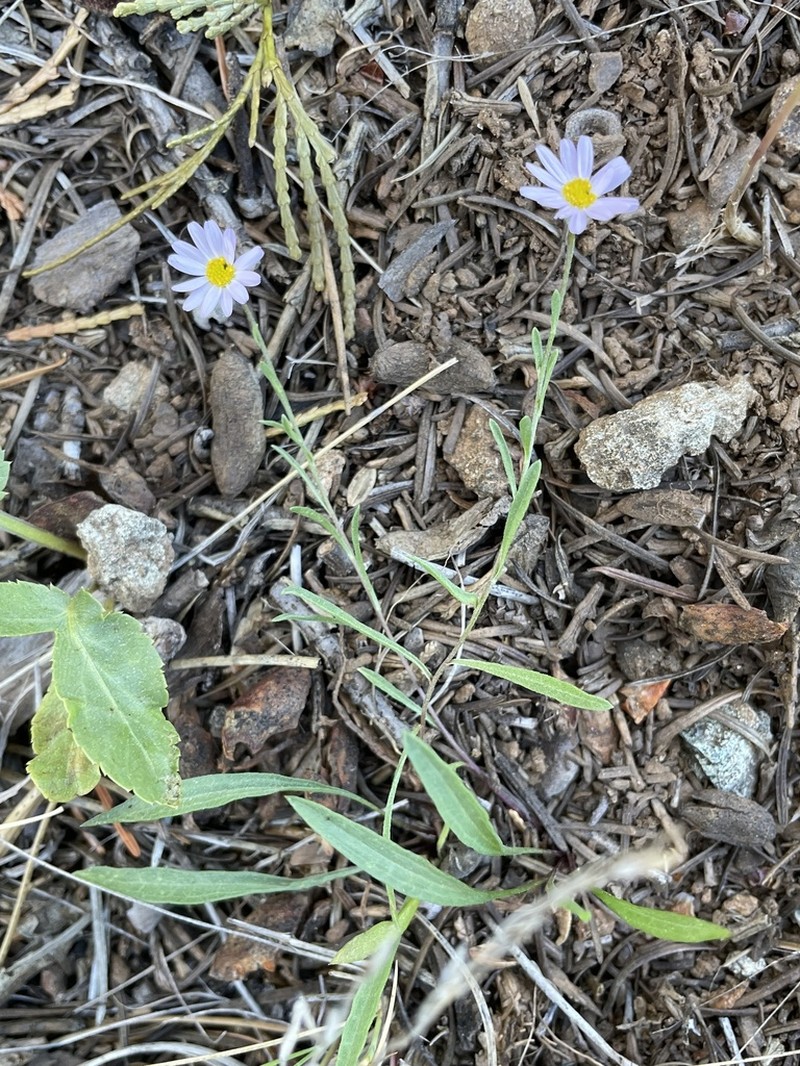 Mt. Lassen Fleabane photo 4