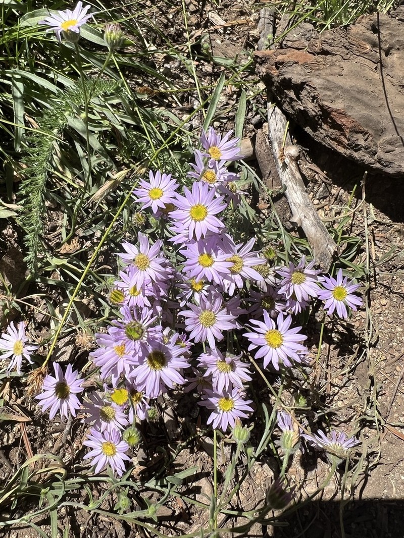 Mt. Lassen Fleabane photo 5