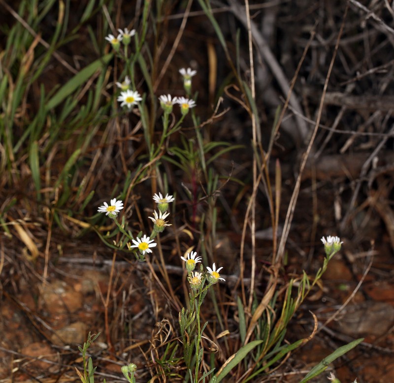 Mt. Lassen Fleabane photo 6