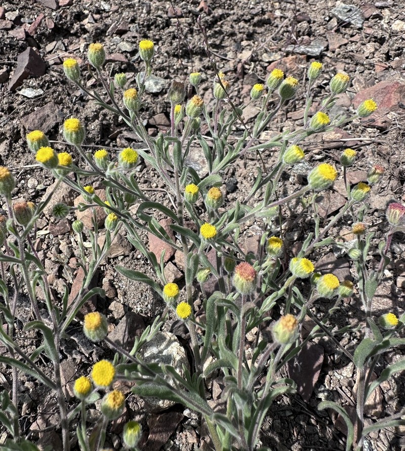 Mt. Lassen Fleabane photo 7