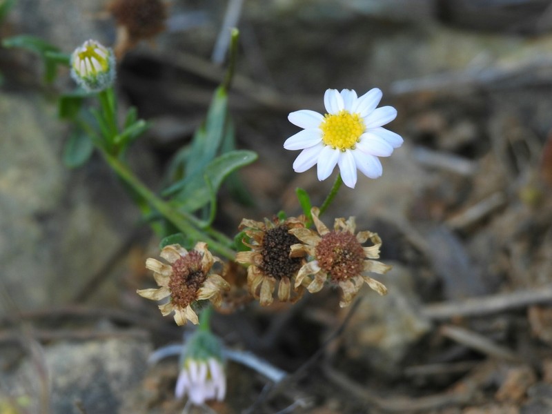 Mt. Lassen Fleabane photo 8