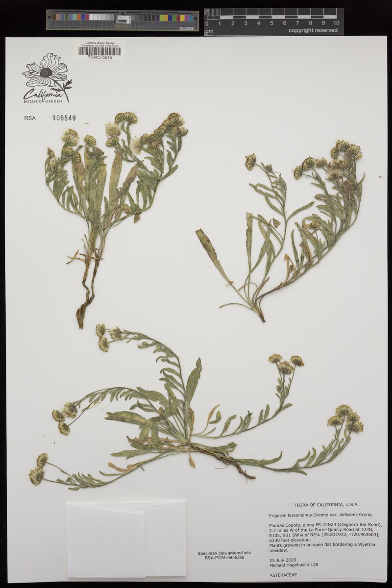 Erigeron lassenianus var. deficiens photo 4