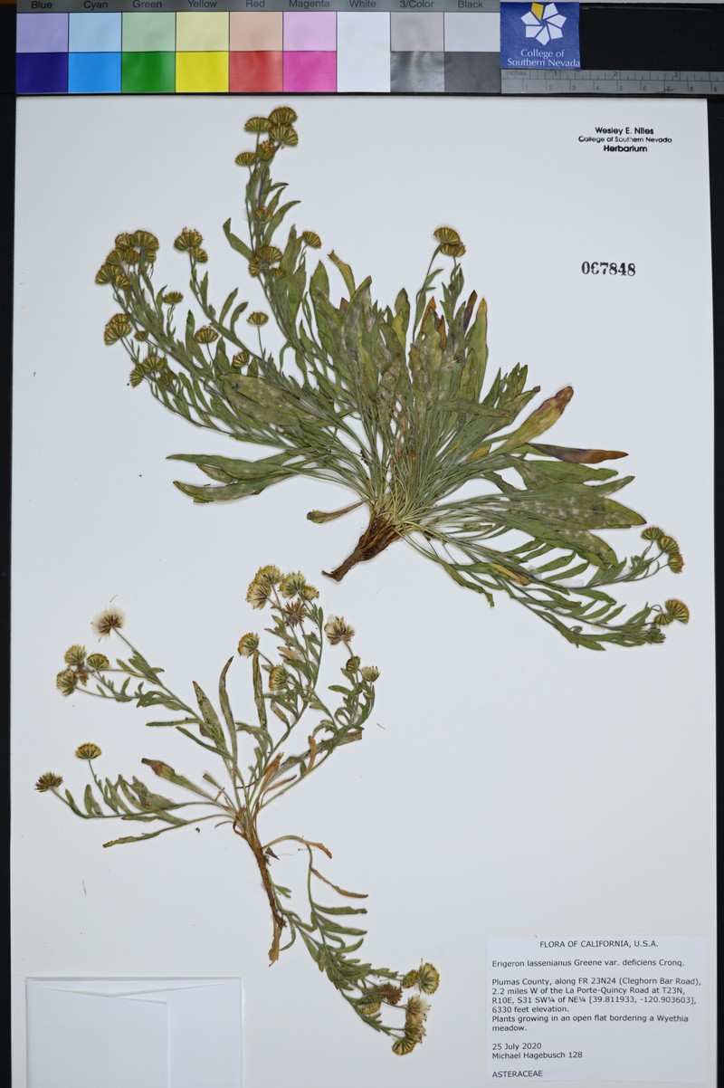 Erigeron lassenianus var. deficiens photo 5