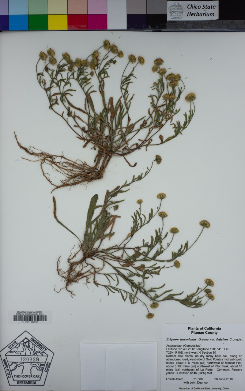 Erigeron lassenianus var. deficiens photo 6