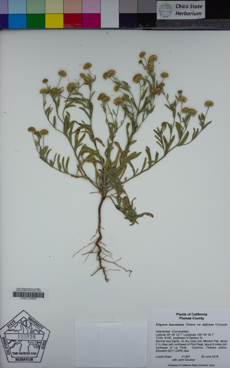 Erigeron lassenianus var. deficiens photo 7