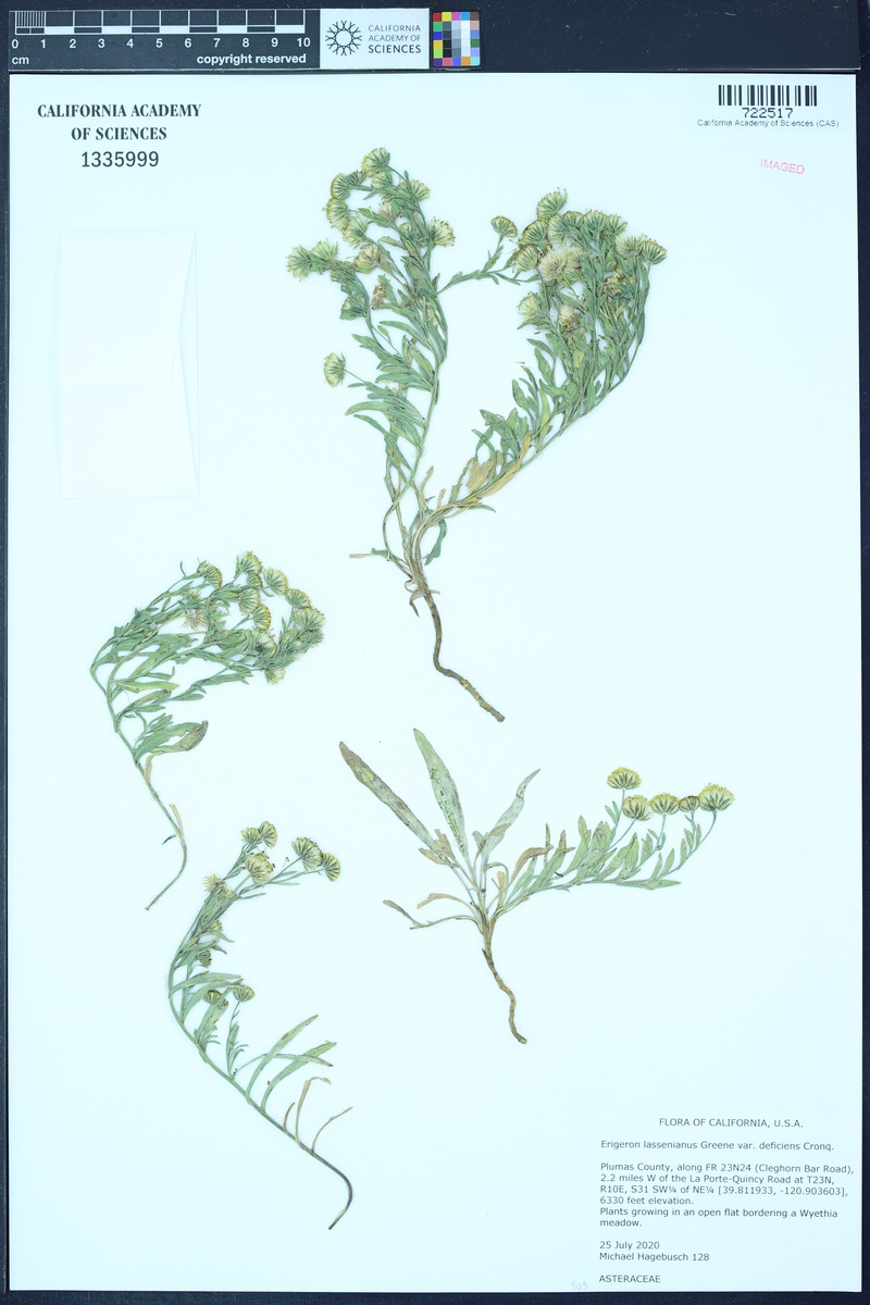 Erigeron lassenianus var. deficiens photo 2
