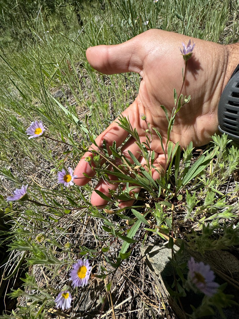 Erigeron lassenianus var. lassenianus