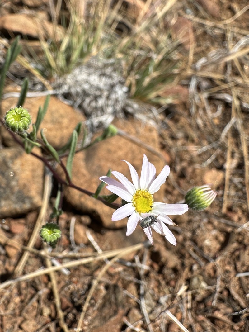Erigeron lassenianus var. lassenianus photo 2