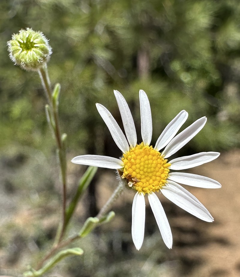 Erigeron lassenianus var. lassenianus photo 3