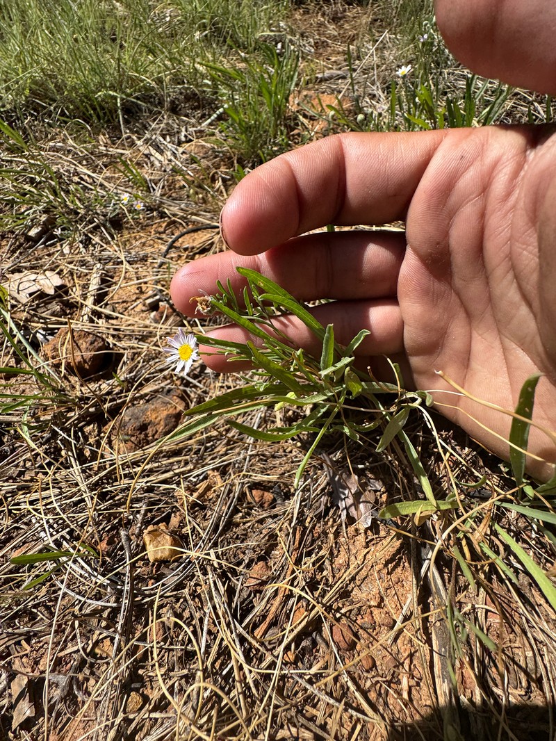 Erigeron lassenianus var. lassenianus photo 4